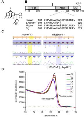 A Novel Monoallelic Nonsense Mutation in the NFKB2 Gene Does Not Cause a Clinical Manifestation